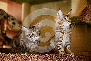 Beautiful purebred kittens pose for the camera, Mei kun