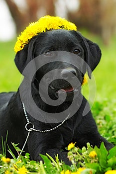 Beautiful purebred Labrador puppy lying on the grass in the summer with a wreath of dandelions on his head