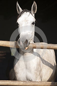 Beautiful purebred mare looking over stable door