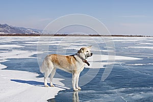 A beautiful purebred red-haired Japanese Akita Inu dog stands on the snow and blue clear ice of Lake Baikal in winter.