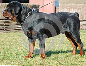 Beautiful purebred rottweiler