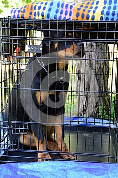 Beautiful Purebred Rottweiler dog in cage