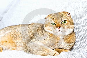 Beautiful purebred scottish fold red ginger peach ticked cat in a modern stylish interior against the background of