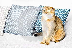 Beautiful purebred scottish fold red ginger peach ticked cat in a modern stylish interior against the background of