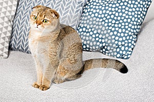 Beautiful purebred scottish fold red ginger peach ticked cat in a modern stylish interior against the background of