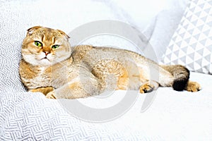 Beautiful purebred scottish fold red ginger peach ticked cat in a modern stylish interior against the background of