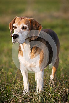 Beautiful purebred smart beagle hunting dog in summer pasture