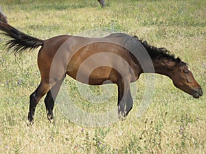 Beautiful purebred Spanish horse eating in the grass meadow