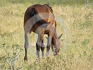 Hermoso de pura raza espanol un caballo comer en césped prado 