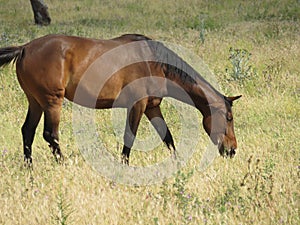 Hermoso de pura raza espanol un caballo comer en césped prado 