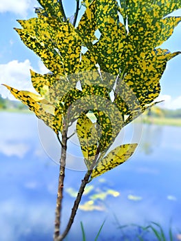 Beautiful puring with yellow green leaves in the bathing garden of Kelapa Gading, Baubau City.