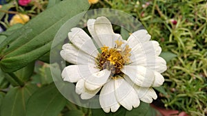 Beautiful puroh flowers that bloom in the garden in front of the house