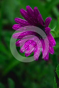 Beautiful purple african daisy flower with water drops on blossom