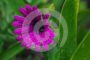 Beautiful purple african daisy flower with water drops on blossom