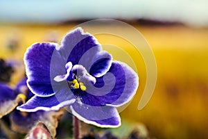 Beautiful, purple African violet flower in a meadow during autumn