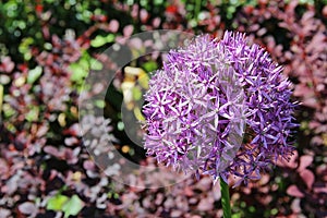 Beautiful purple Allium flower Decorative Onion in the garden.