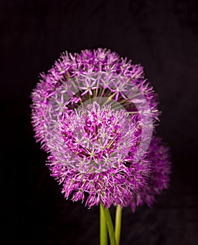 Beautiful Purple Allium Giganteum flower head on a Black background. Vibrant Balls of Decorative Onion Flower. Spring
