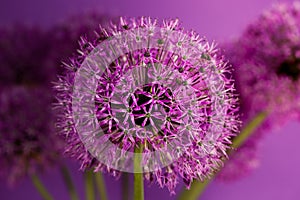 Beautiful Purple Allium Giganteum flower head on a Violet background. Vibrant Balls of Decorative Onion Flower. Spring