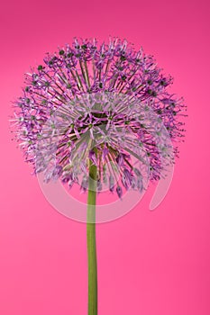 Beautiful Purple Allium Giganteum flower head on a Violet background. Vibrant Balls of Decorative Onion Flower. Spring