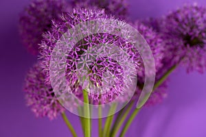 Beautiful Purple Allium Giganteum flower head on a Violet background. Vibrant Balls of Decorative Onion Flower. Spring