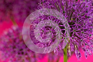 Beautiful Purple Allium Giganteum flower head on a Violet background. Vibrant Balls of Decorative Onion Flower. Spring