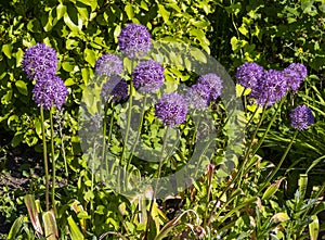 Beautiful purple alliums