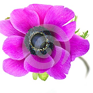 Beautiful purple anemone flower