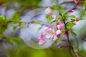 Beautiful purple Apple blossoms. Spring