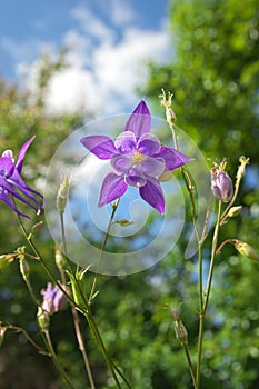 Beautiful purple aquilegia.