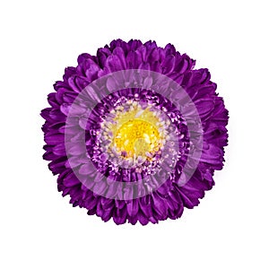 Beautiful purple Aster flower isolated on white background. Callistephus chinensis with bright purple petals and yellow middle.