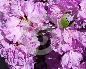 Beautiful Purple Azalea Flowers in Full Bloom