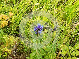 Beautiful purple bell flower found on the meadow