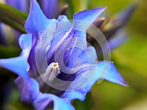 Beautiful purple bell flower found in the nature