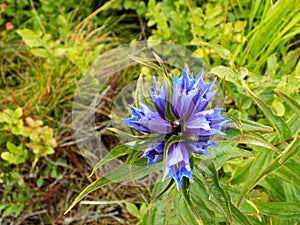 Beautiful purple bell flower found in the nature on the meadow