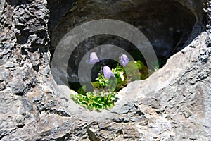 Beautiful purple bell flowers Campanula alpina Jacq, Alpine bell in the switzerland alps