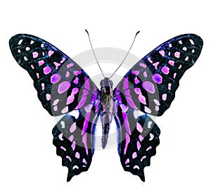 Beautiful purple and black butterfly isolated on white background