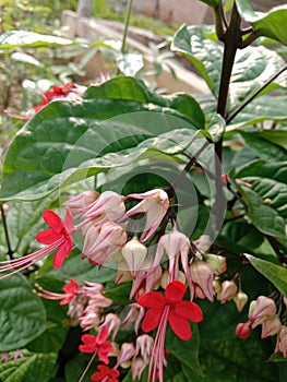 beautiful purple bleeding heart vine flowers in the garden