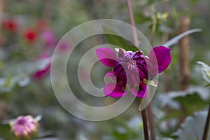 Beautiful Purple Blooming Dahlia Flower in the Garden Tree