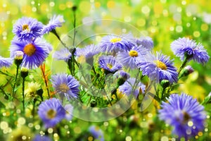 Beautiful purple blue chrysanthemums blurred background photo