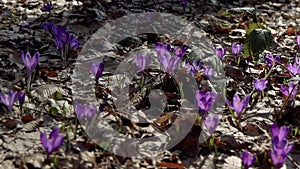 Beautiful purple and blue crocuses. Beautiful meadow with spring primroses. Bees fly between flowers.