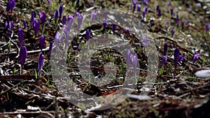 Beautiful purple and blue crocuses. Beautiful meadow with spring primroses. Bees fly between flowers.