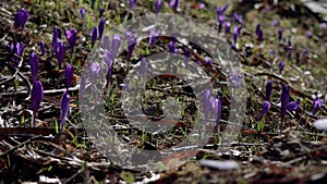 Beautiful purple and blue crocuses. Beautiful meadow with spring primroses. Bees fly between flowers.