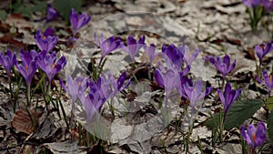 Beautiful purple and blue crocuses. Beautiful meadow with spring primroses. Bees fly between flowers.