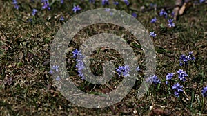 Beautiful purple and blue scillas. Beautiful meadow with spring primroses. Dry fallen leaves.