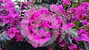 Beautiful purple bougenville flower in the aftenoon, outdoor plants