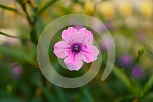 Beautiful purple Britton`s wild petunia on green leaves blur background