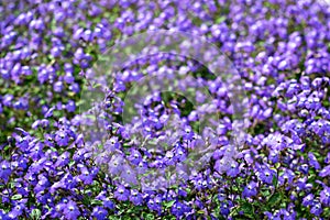 Beautiful Bush Violets in The Field photo