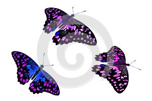 Beautiful purple butterflies. isolated on white backgroun