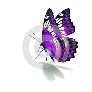 Beautiful purple butterfly