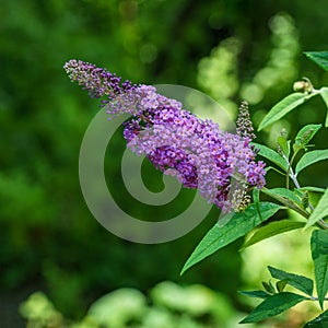 Beautiful purple Butterfly Bush Flower Buddleja davidii on the blurred bokeh of natural greenery background.